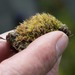 Southern Dung Moss - Photo (c) Erika Mitchell, some rights reserved (CC BY-NC), uploaded by Erika Mitchell