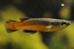 Sakaramy Killifish photo 2