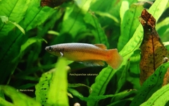 Sakaramy Killifish photo 3
