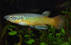 Sakaramy Killifish photo 1