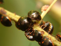 Paracopta duodecimpunctata