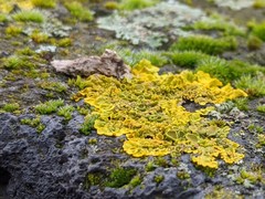 Xanthoria parietina