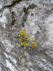 Xanthoria parietina