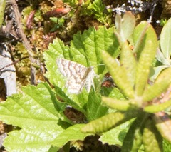 Epelis truncataria
