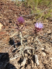 Cynara algarbiensis