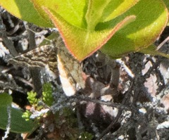 Epelis truncataria