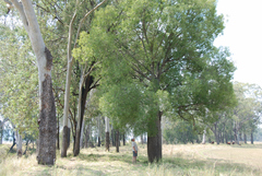 Brachychiton rupestris