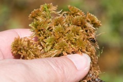 Sphagnum flavicomans