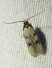 Taygete decemmaculella