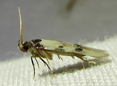 Taygete decemmaculella