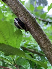 Cepaea nemoralis