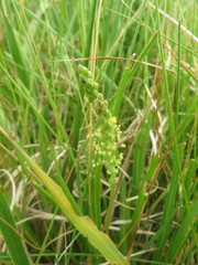 Plantago maritima juncoides