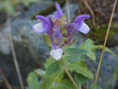 Scutellaria alpina