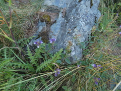 Scutellaria alpina