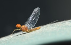 Ephemerella dorothea