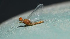 Ephemerella dorothea
