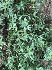 Erysiphe polygoni polygoni