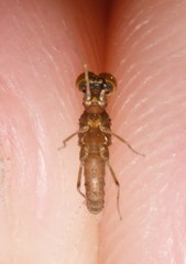 Ephemerella dorothea