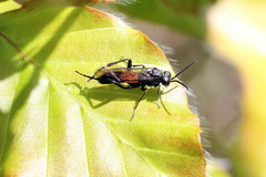 Macrophya annulata