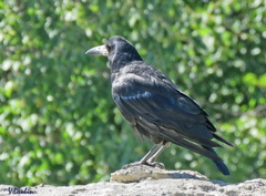 Corvus frugilegus
