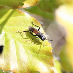 Macrophya annulata