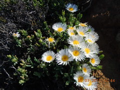 Lampranthus holensis