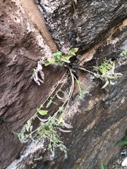 Parietaria pensylvanica