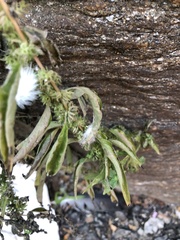 Parietaria pensylvanica