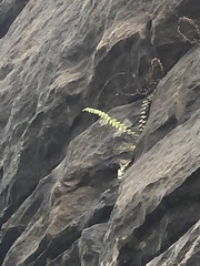 Asplenium platyneuron