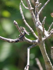 Leptarthrus brevirostris