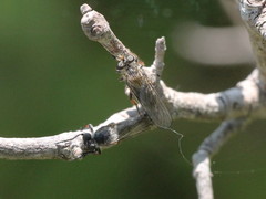 Leptarthrus brevirostris