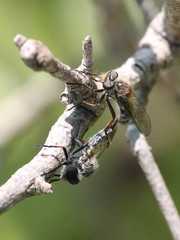 Leptarthrus brevirostris