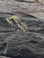 Asplenium platyneuron