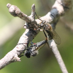 Leptarthrus brevirostris