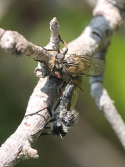 Leptarthrus brevirostris