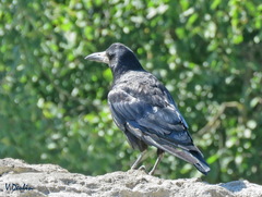 Corvus frugilegus