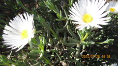 Lampranthus holensis