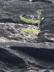 Pellaea atropurpurea