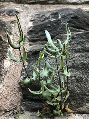 Pellaea atropurpurea