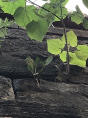 Taraxacum officinale