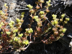 Sedum annuum