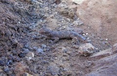 Phyllodactylus gerrhopygus