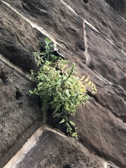 Parietaria pensylvanica