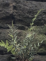 Pellaea atropurpurea