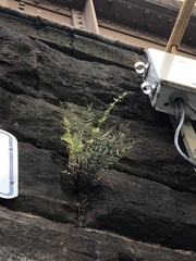 Pellaea atropurpurea