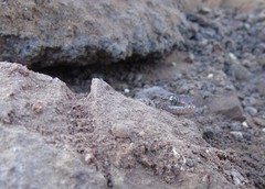 Phyllodactylus gerrhopygus