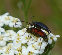 Anastrangalia laetifica