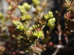 Sedum annuum