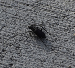 Cicindela punctulata punctulata