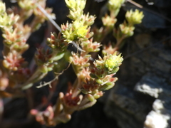 Sedum annuum